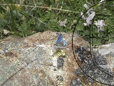 Голубянка Четверикова 001